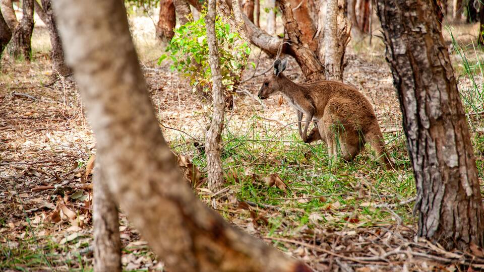 Kangaroo with joey in the pouch standing near a tree in the Australian bushland