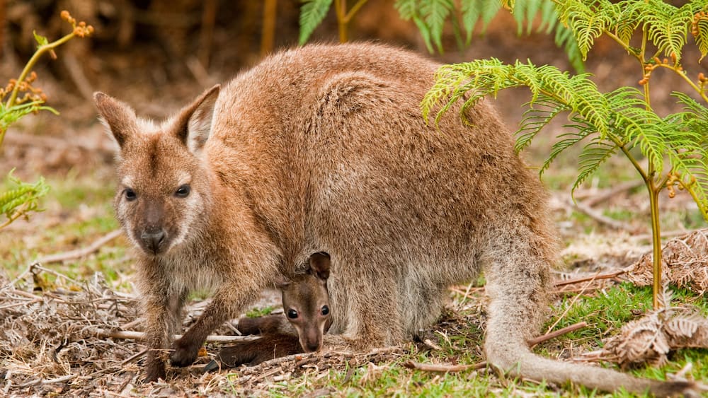 mother and joey 2