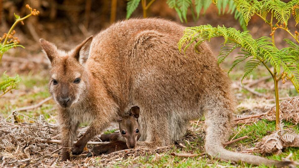 mother and joey 2