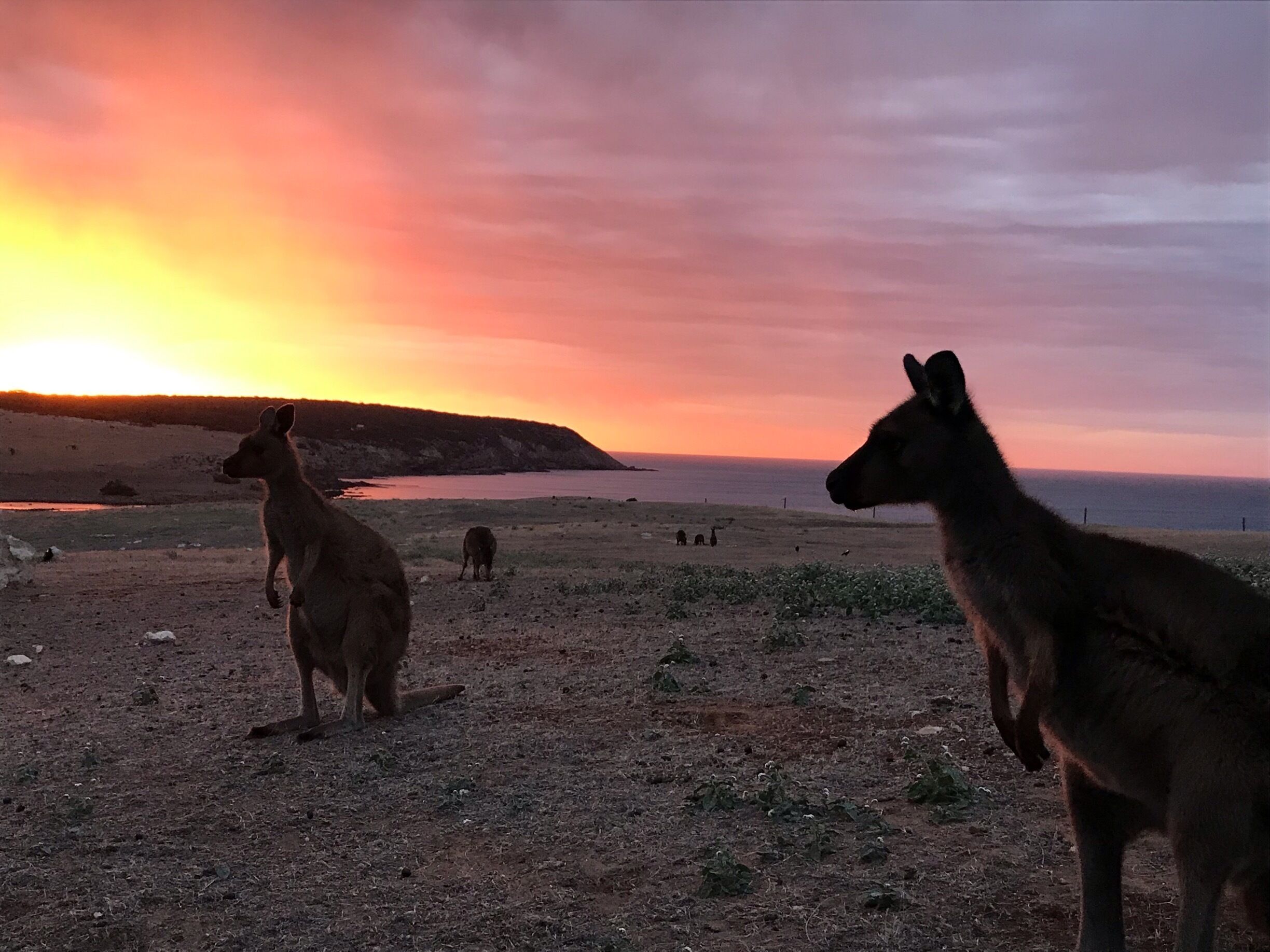 Sunset on Kangaroo Island on top of Stokes Bay at the Waves and Wildlife cottages.