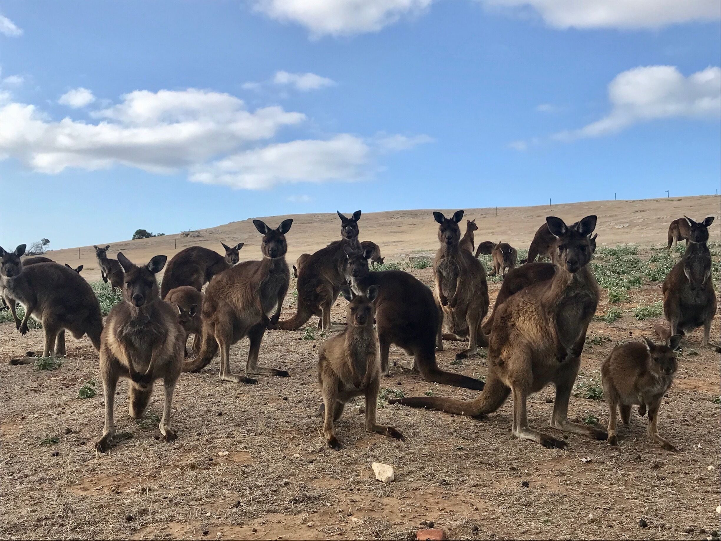 A mob of mothers and their babies on the top of Stokes Bay. #kangarooisland #kangaroos #australia