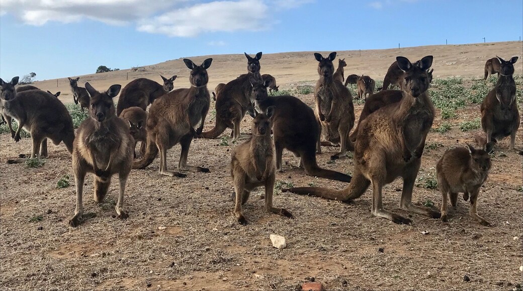 A mob of mothers and their babies on the top of Stokes Bay. #kangarooisland #kangaroos #australia