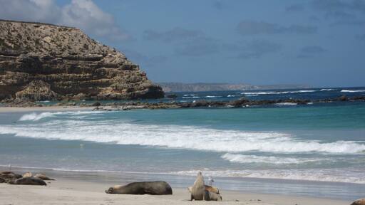 Seals just hangout at Seal Bay
-2007