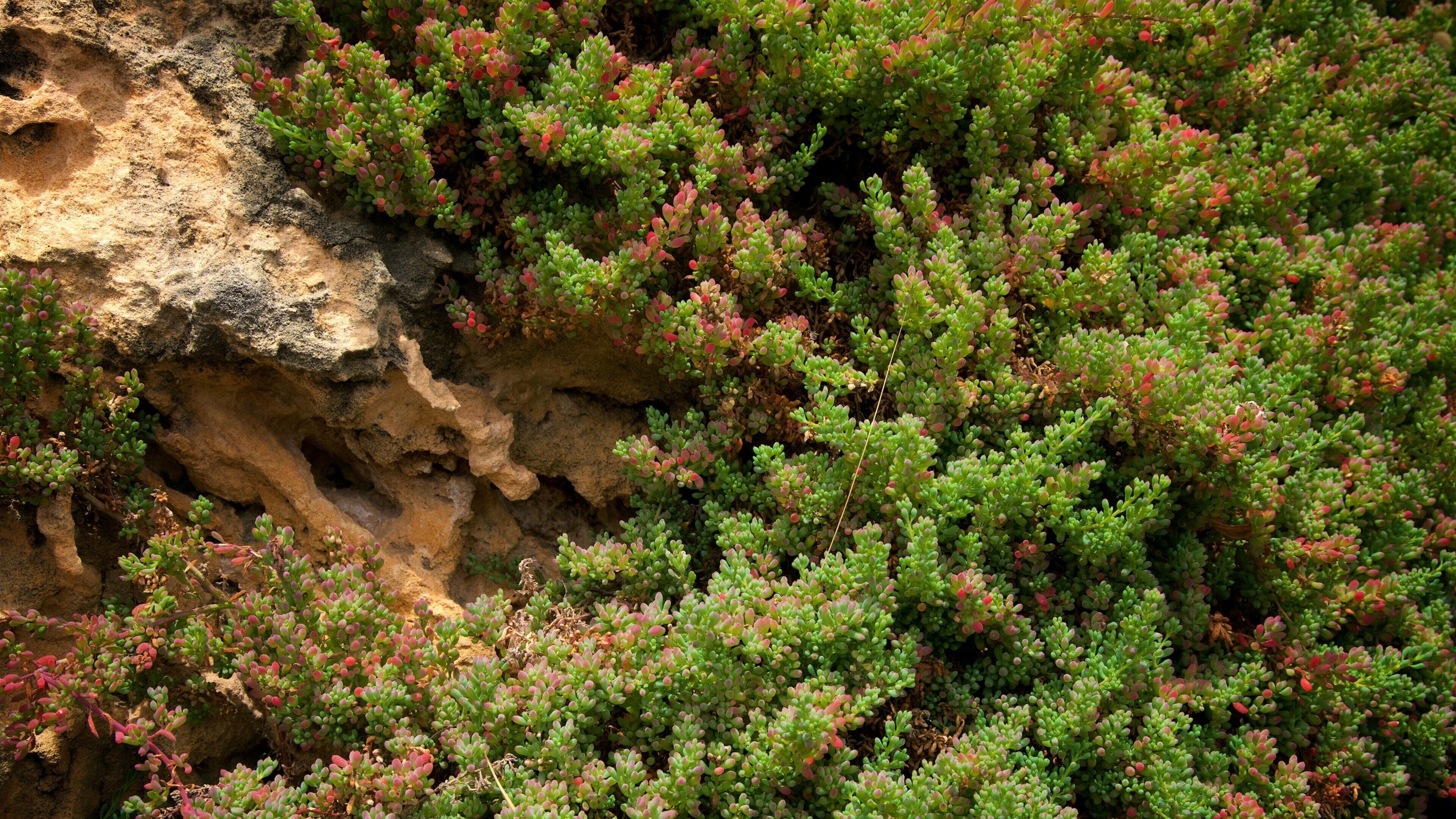 Kangaroo Island showing wildflowers