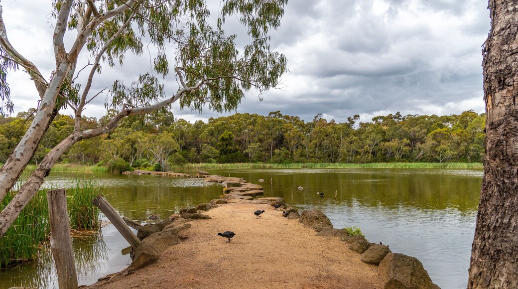 Newport lake, the area was created from a former Bluestone Quarry and is a Sanctuary for Waterbirds & Wildlife.