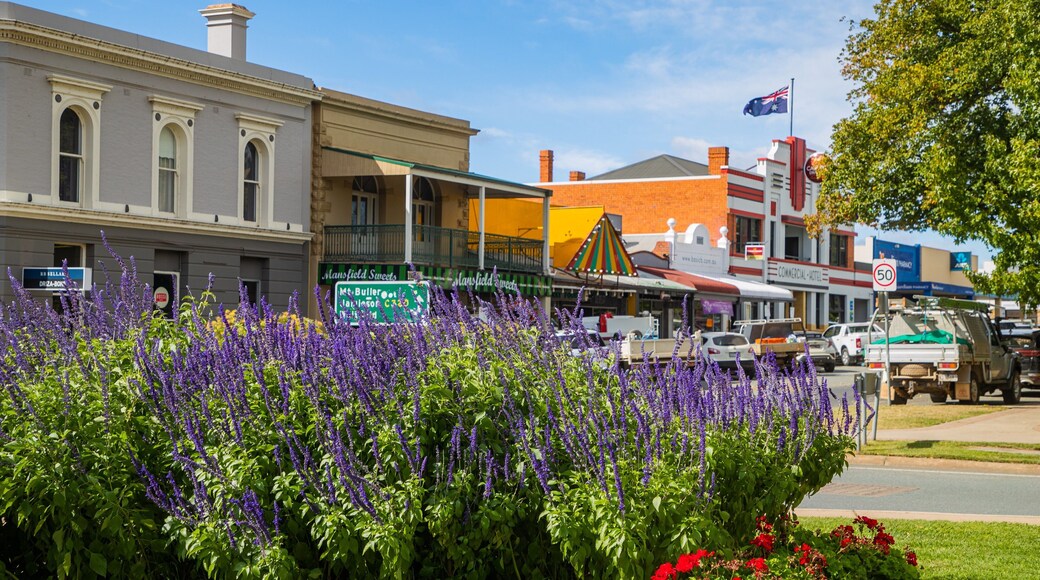 Mansfield featuring a small town or village and wildflowers