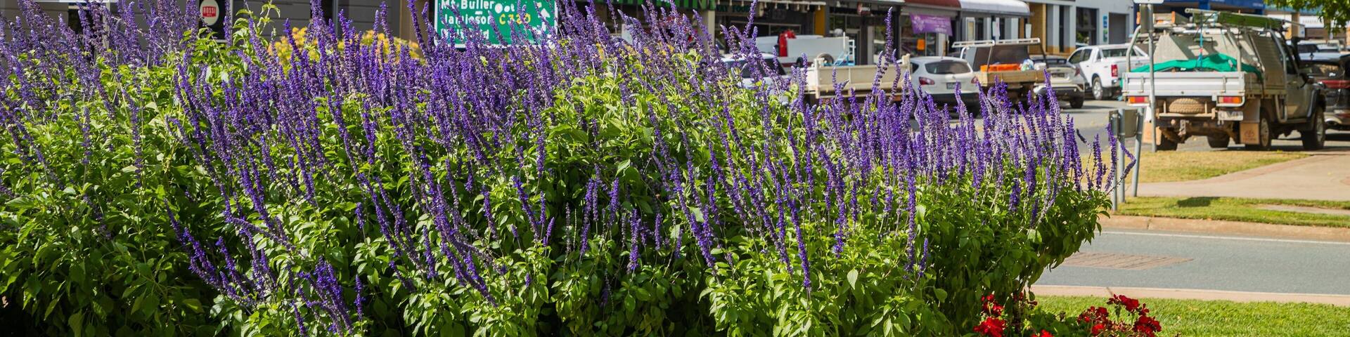 Mansfield featuring a small town or village and wildflowers