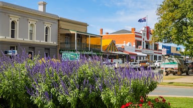 Mansfield featuring a small town or village and wildflowers