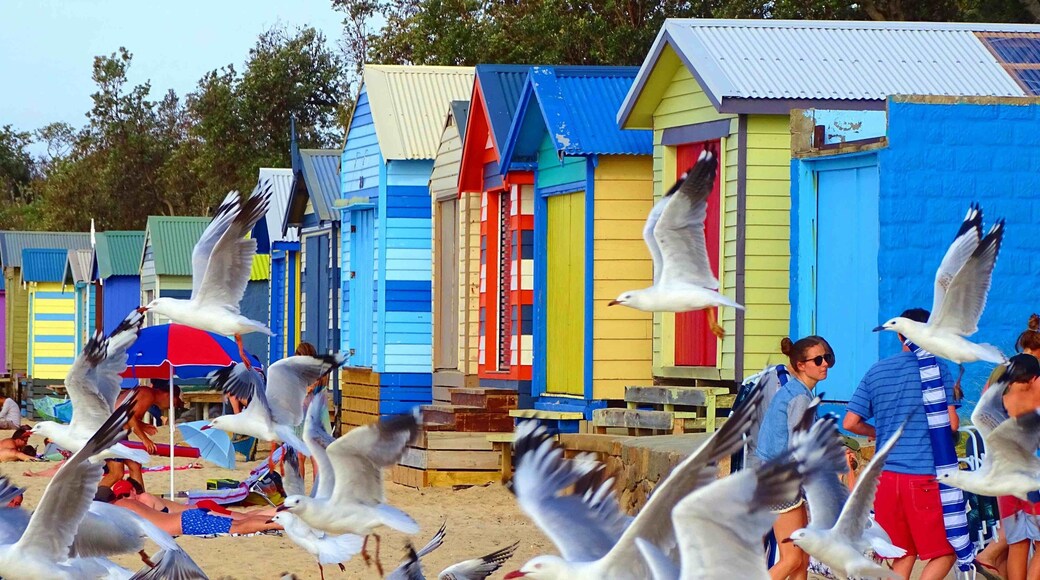 Colourful beach houses down the coastal line at Mornington.
