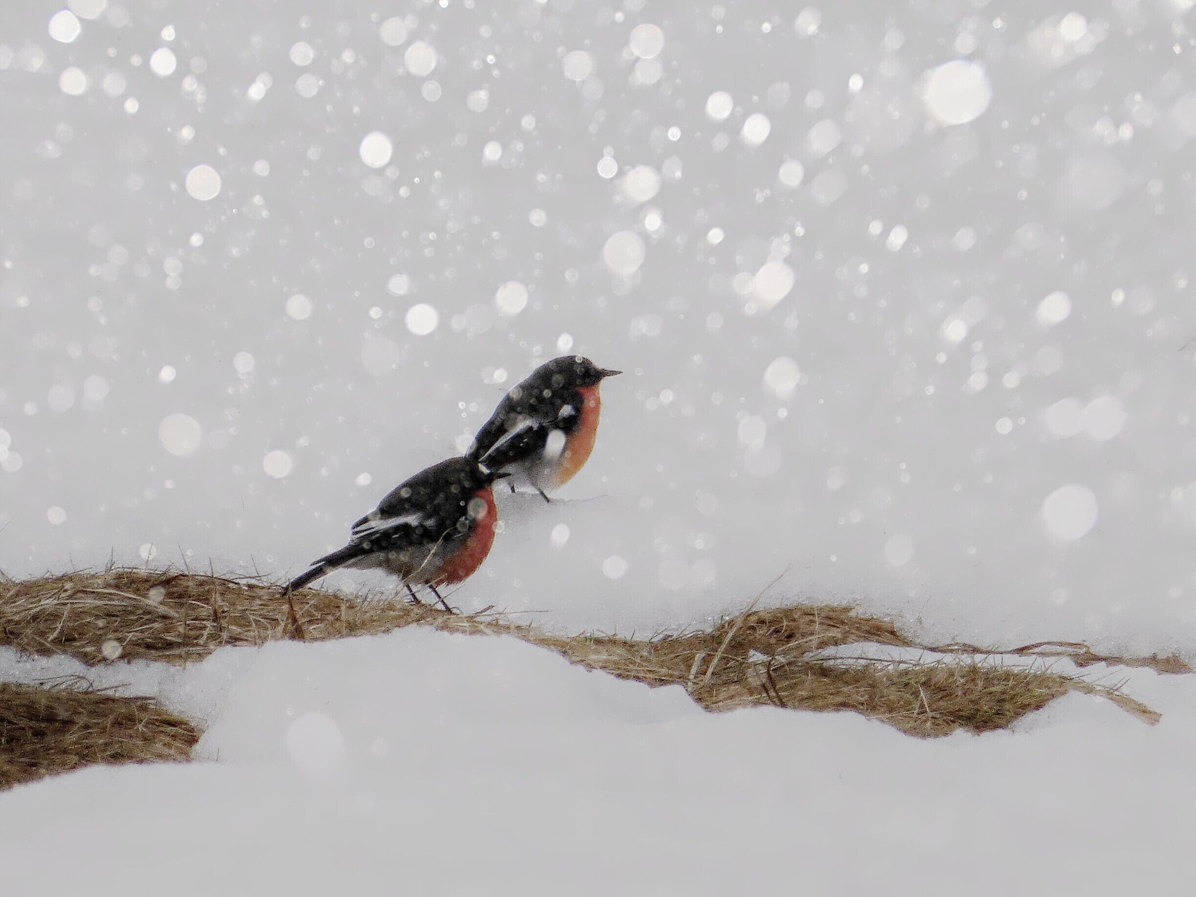 Love Birds at the Victoria High Country! #TroveOnTuesday
#Red