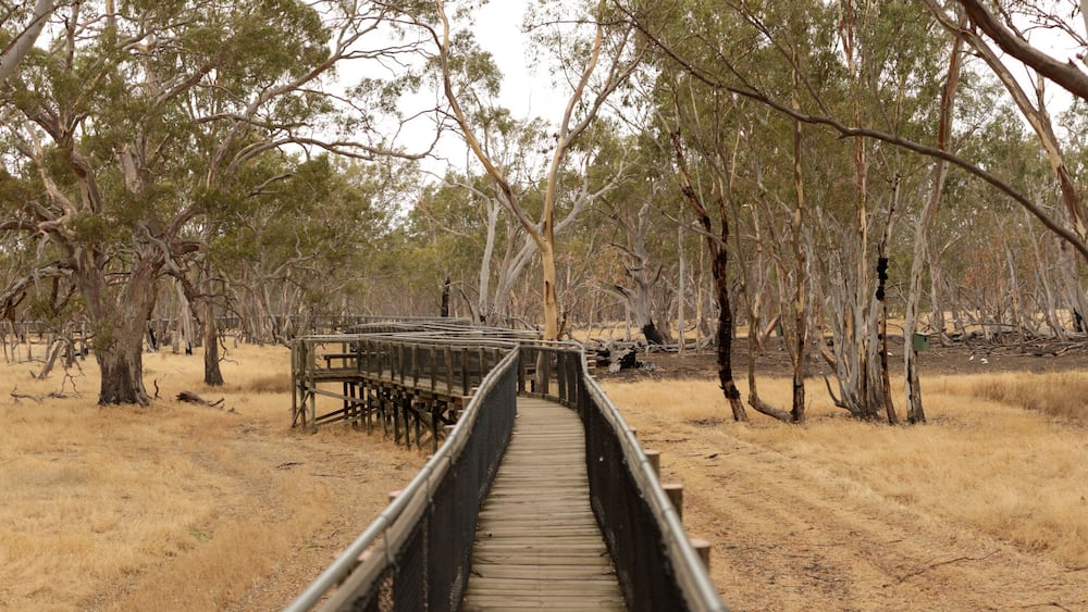 panorama of an empty elevated board walk leading through a national park in rural Victoria, surrounded by native eucalyptus trees and wild grasses, Nhill, Australia