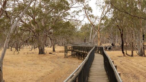 panorama of an empty elevated board walk leading through a national park in rural Victoria, surrounded by native eucalyptus trees and wild grasses, Nhill, Australia