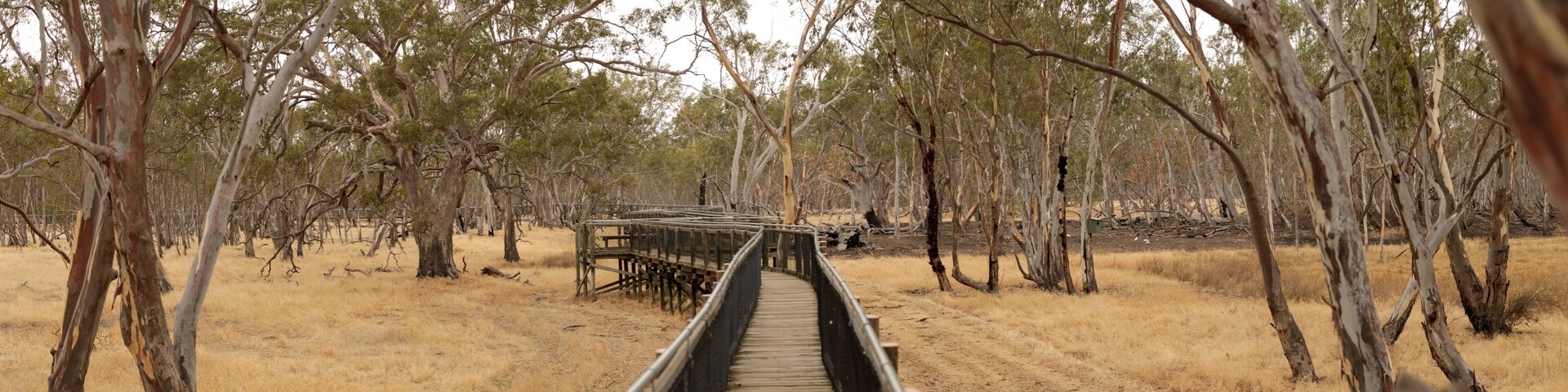 panorama of an empty elevated board walk leading through a national park in rural Victoria, surrounded by native eucalyptus trees and wild grasses, Nhill, Australia