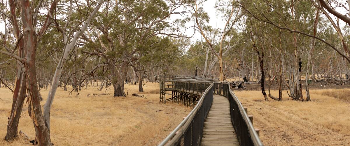 A wooden boardwalk through a eucalyptus forest with dry grass.