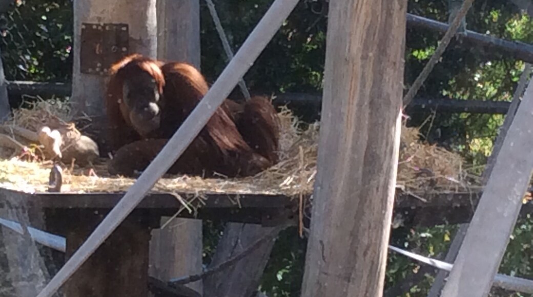 Orangutan