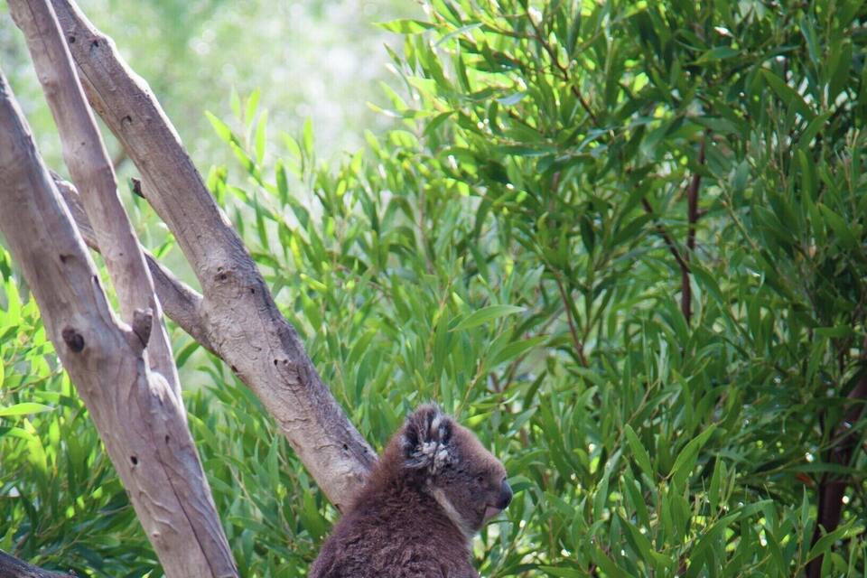 Een koala zittend op een tak, omringd door groen blad.