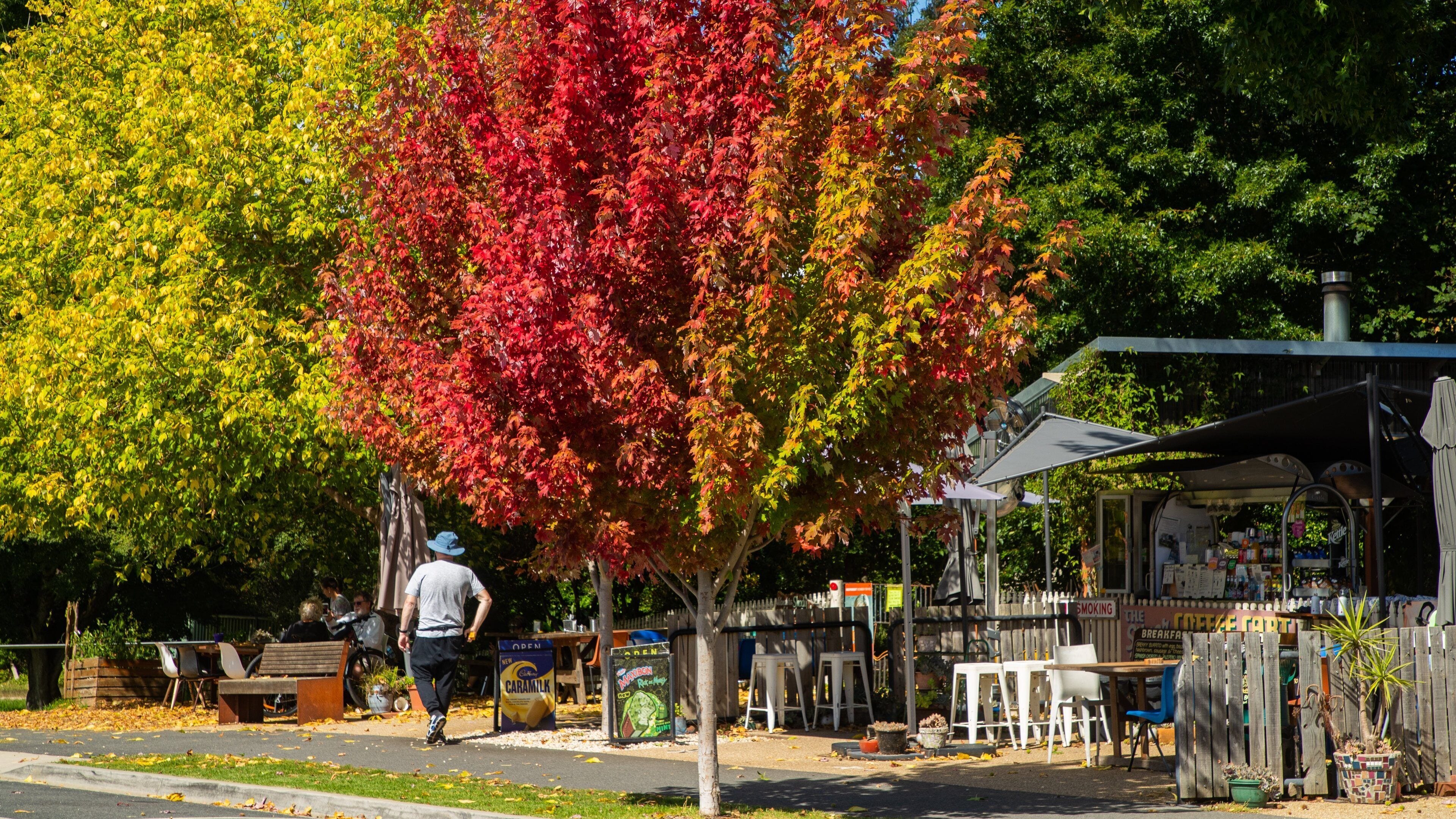 Porepunkah showing autumn leaves and street scenes
