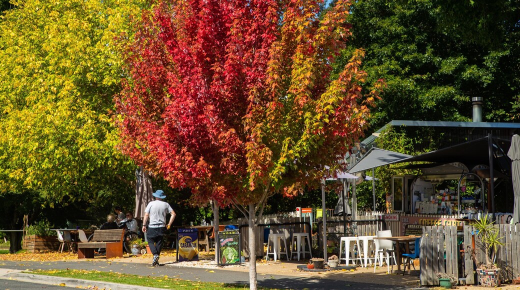 Porepunkah showing autumn leaves and street scenes