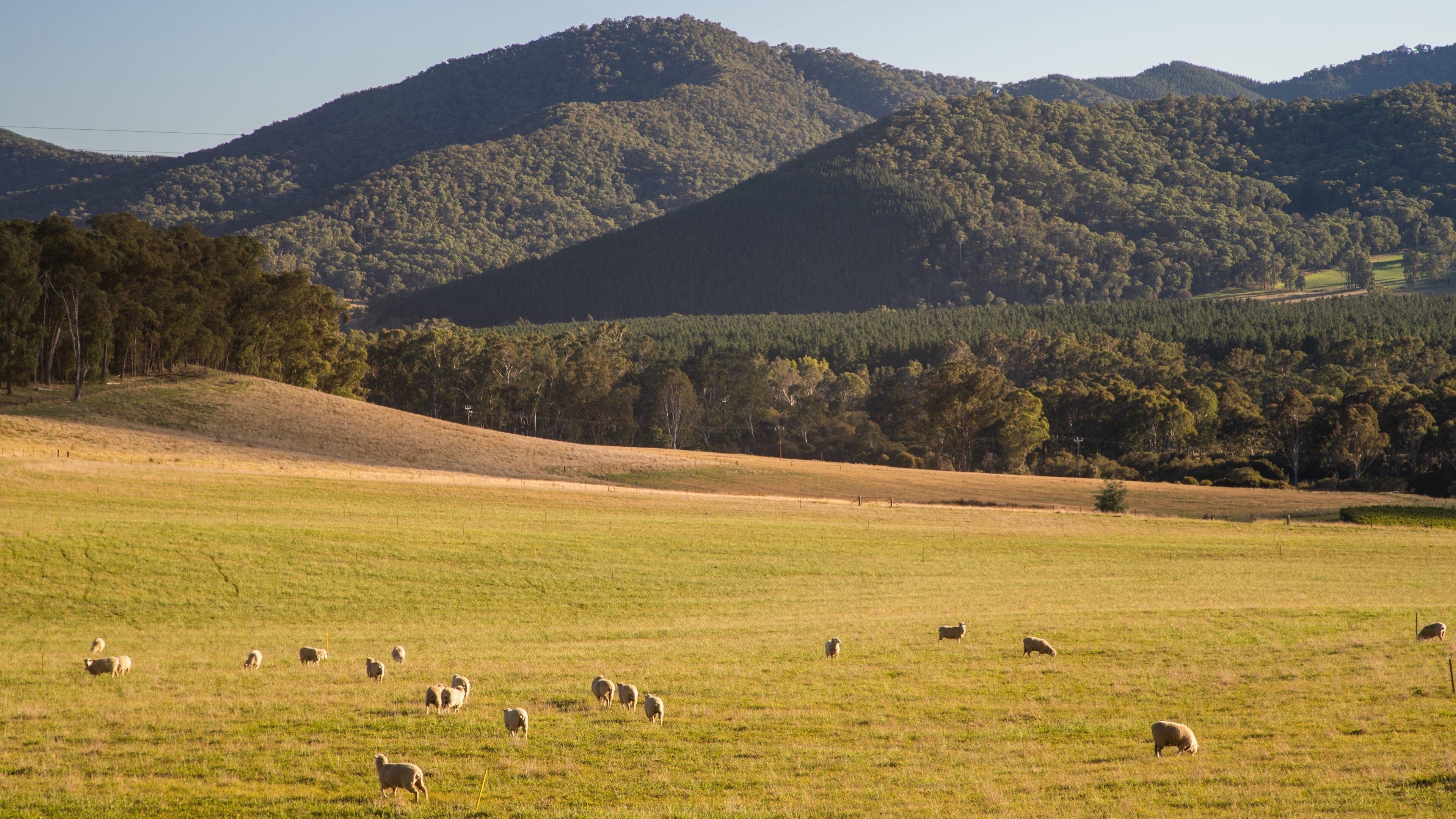 A grassy field with sheep grazing, surrounded by forested hills.