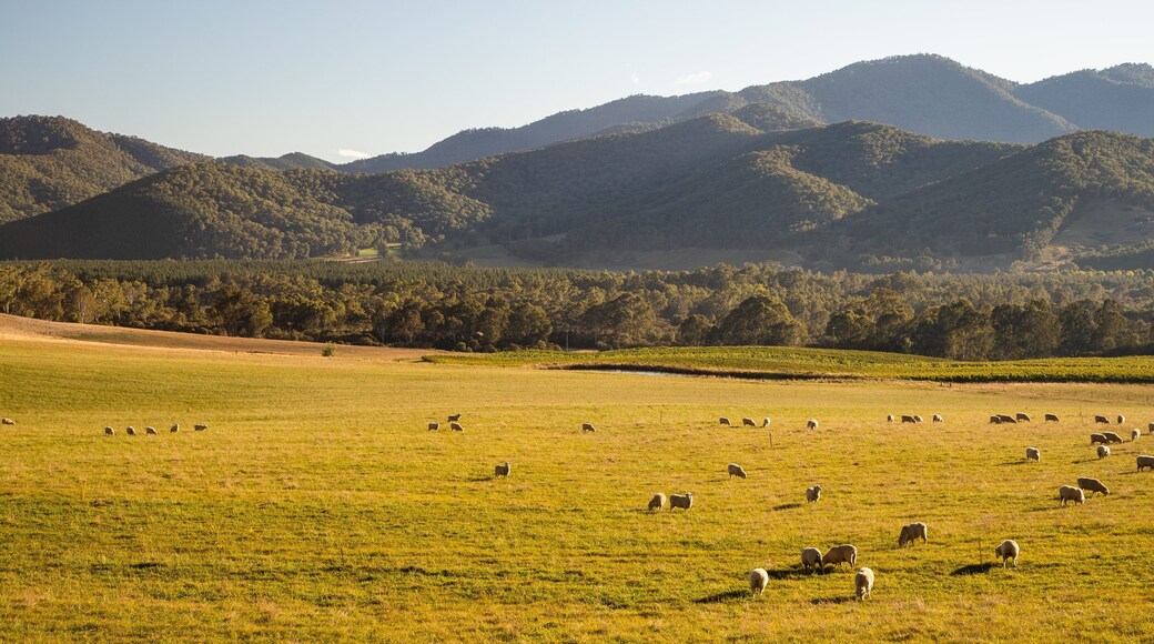 Porepunkah featuring tranquil scenes, landscape views and farmland