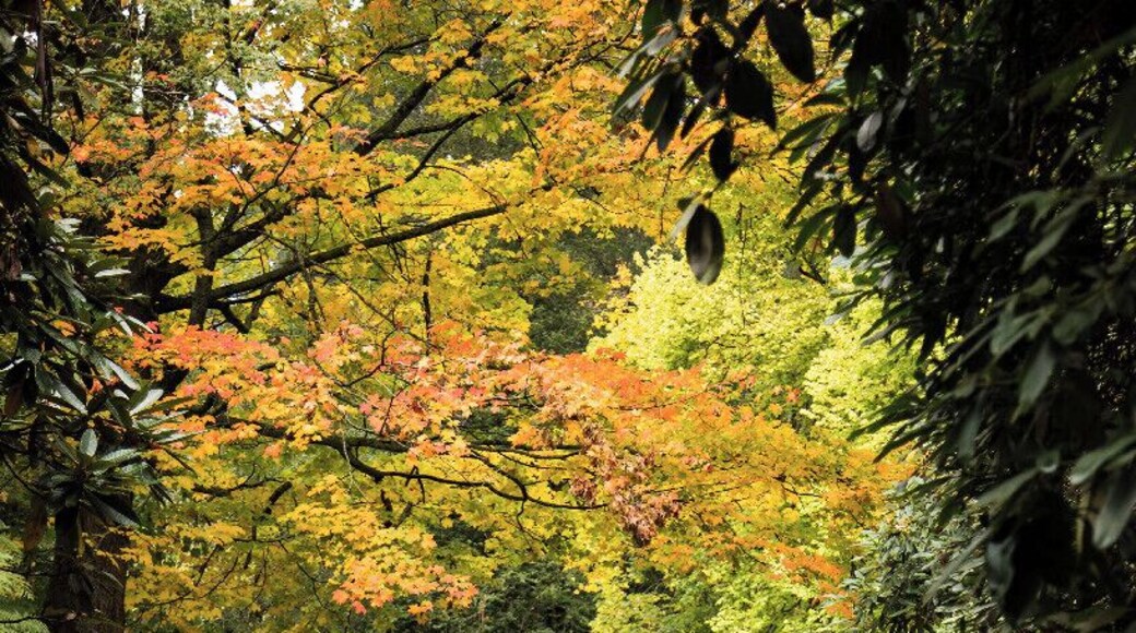 Go in Autumn and wear your walking shoes, the paths are steep and slippery with all the leaves underfoot. The colours are gorgeous.