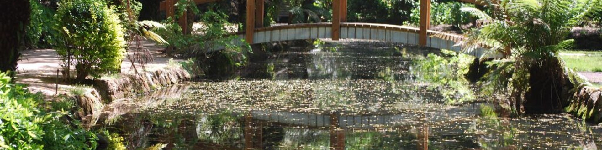 Un puente de madera sobre un estanque con lirios, rodeado de exuberante follaje y helechos.