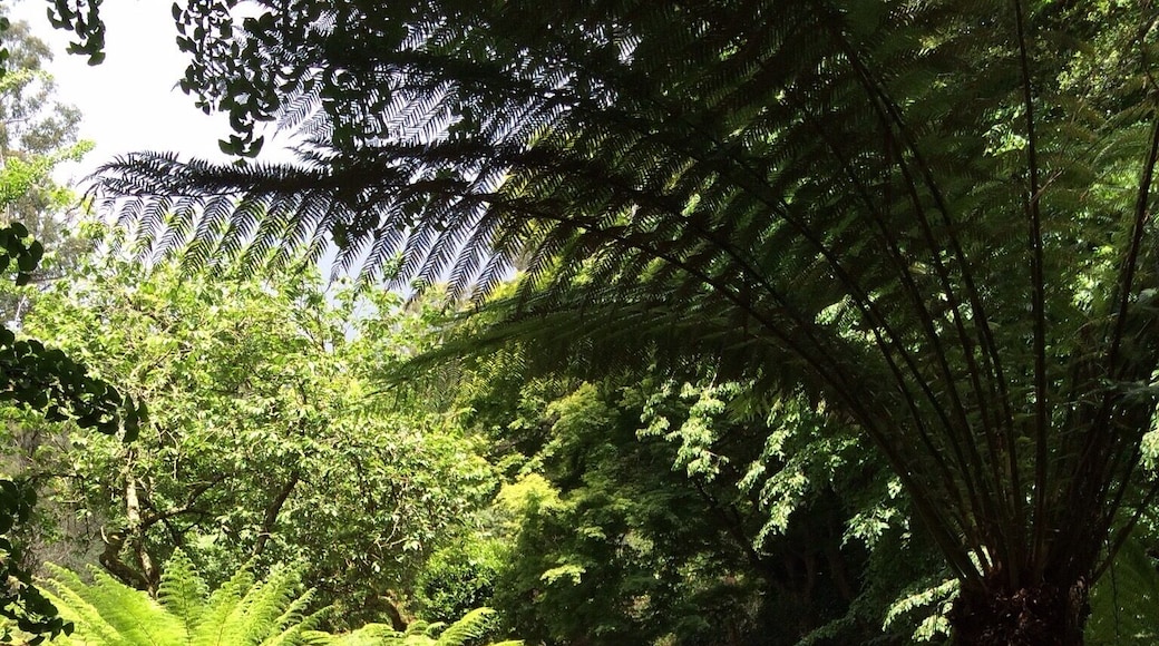 A favourite place in The Dandenongs near #Melbourne, Australia.
The Alfred Nicholas Memorial Gardens are near the Sherbrooke Forest, they are picturesque through all seasons and a delight to visit.
#Treetrove #Reflection #NationalPark