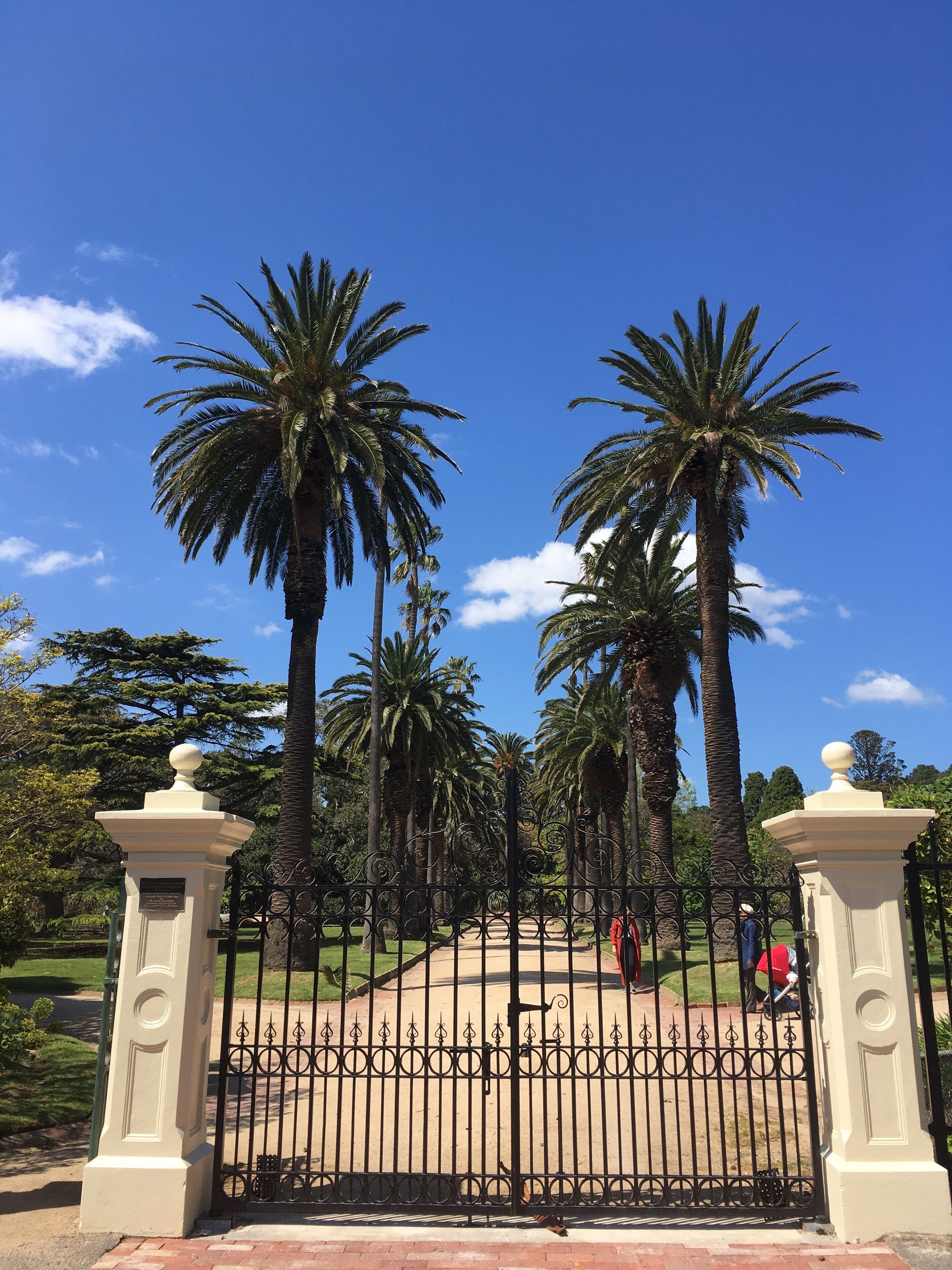The beautiful Blessington Gardens are a delight in every season but particularly when it comes to Spring and early summer. The flanking palm trees give the path such gravitas. #MyBackyard