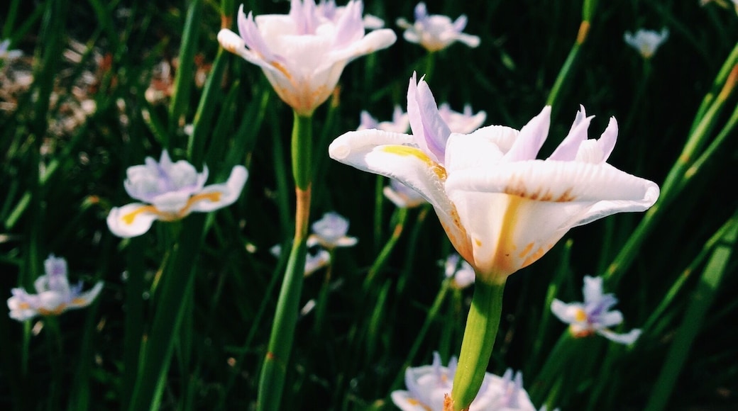 This picture was taken in Melbourne. The first city I visited in Australia. It is winter time and is very nice weather to wandering around.