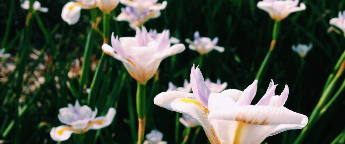 This picture was taken in Melbourne. The first city I visited in Australia. It is winter time and is very nice weather to wandering around.