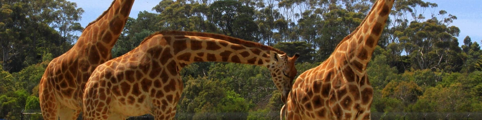Three giraffes in a grassy enclosure with trees in the background.