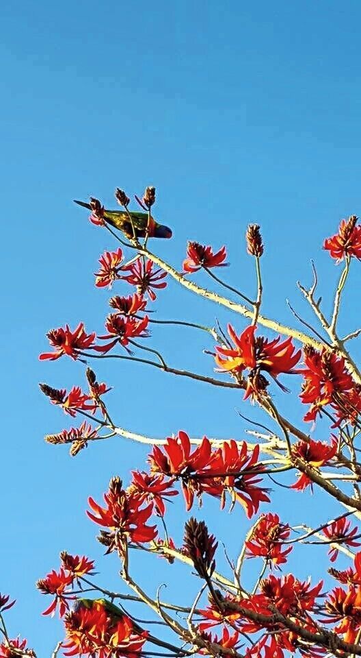 Rainbow Parrakeet in Flame tree.