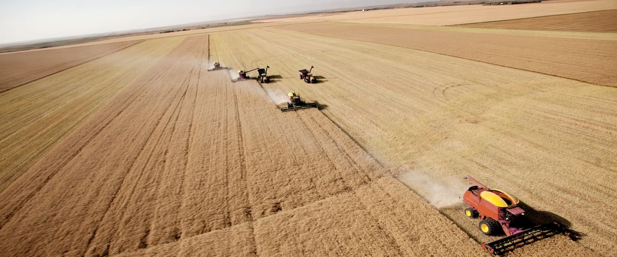 Un extenso campo agrícola con varias cosechadoras en funcionamiento.