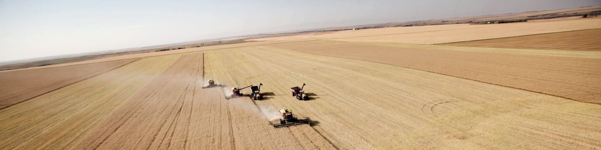 A vast agricultural field with multiple combine harvesters in operation.