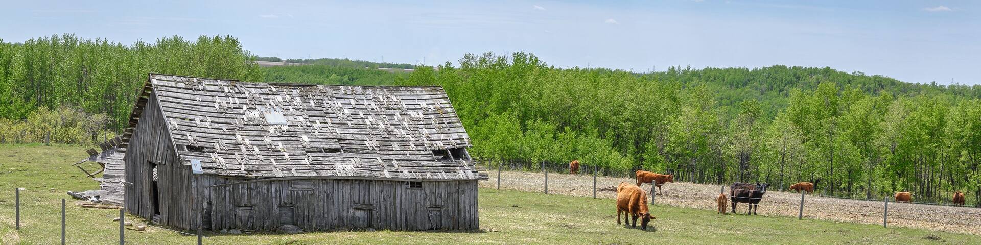 Cattle grazing in a pasture stand beside old buildings near the town of Innisfail, Alberta, Canada