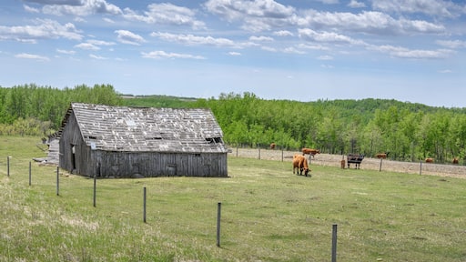 Cattle grazing in a pasture stand beside old buildings near the town of Innisfail, Alberta, Canada