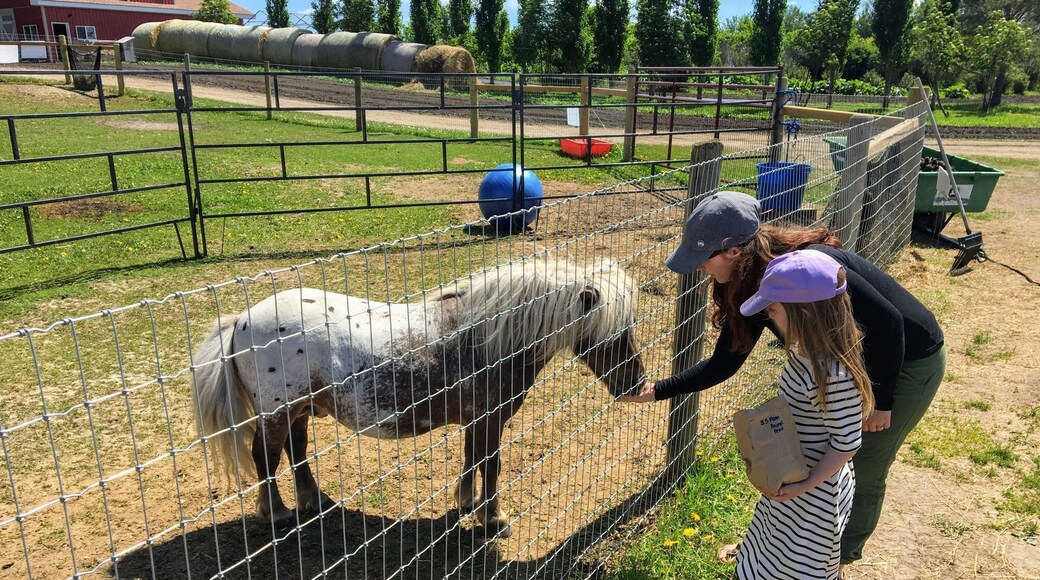 A mother and young daughter feeding farm animals through a fence at a petting zoo outside Spruce Grove, Alberta, Canada.