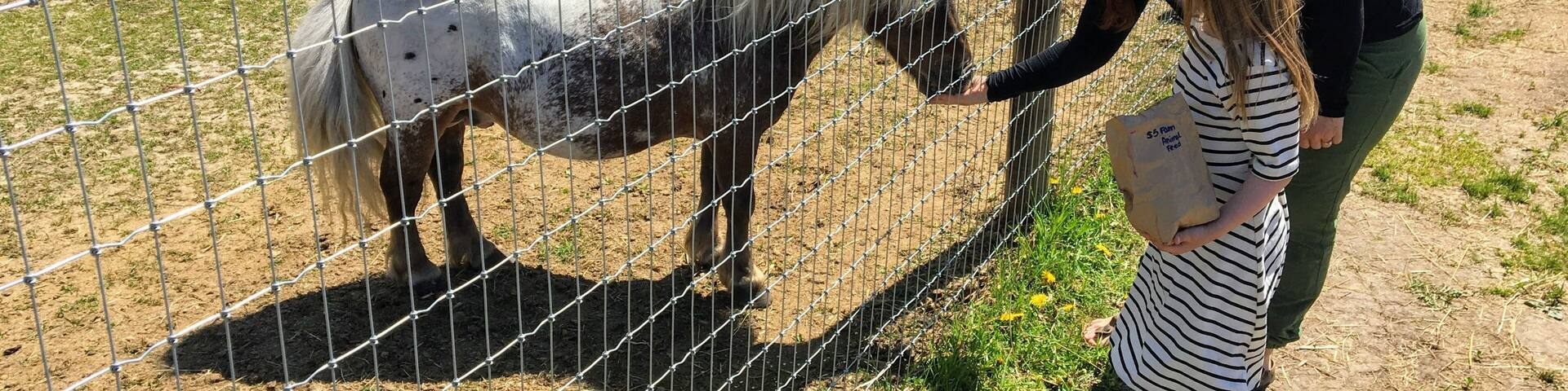 A mother and young daughter feeding farm animals through a fence at a petting zoo outside Spruce Grove, Alberta, Canada.