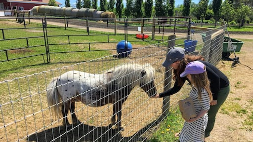 A mother and young daughter feeding farm animals through a fence at a petting zoo outside Spruce Grove, Alberta, Canada.