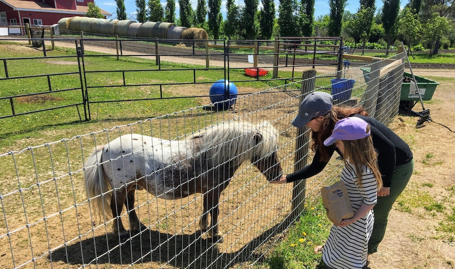 A mother and young daughter feeding farm animals through a fence at a petting zoo outside Spruce Grove, Alberta, Canada.