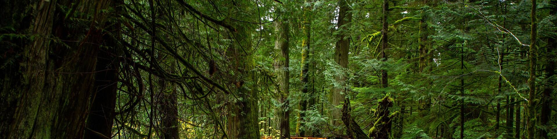 Pathway Trail in MacMillan Provincial Park in Vancouver Island , British Columbia, Canada. The park, also known as Cathedral Grove, is home to a famous, 157 hectare stand of ancient Douglas-fir.