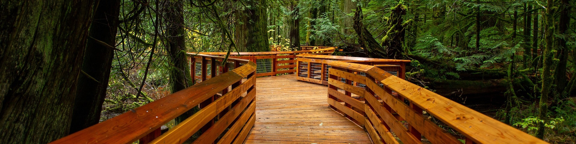 Pathway Trail in MacMillan Provincial Park in Vancouver Island , British Columbia, Canada. The park, also known as Cathedral Grove, is home to a famous, 157 hectare stand of ancient Douglas-fir.