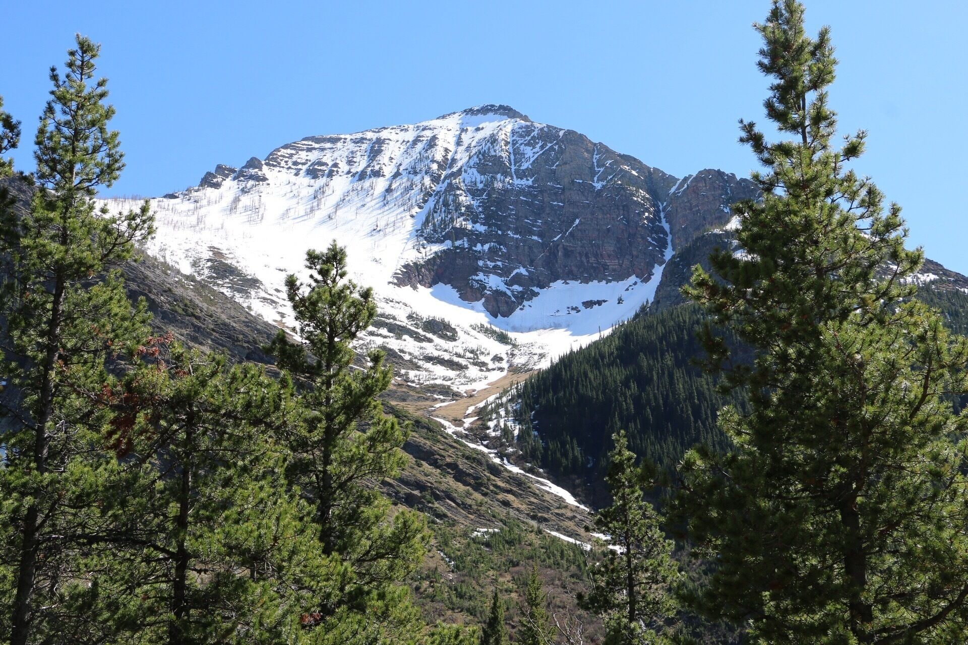 A snow-capped mountain with a clear sky, surrounded by dense green forests.