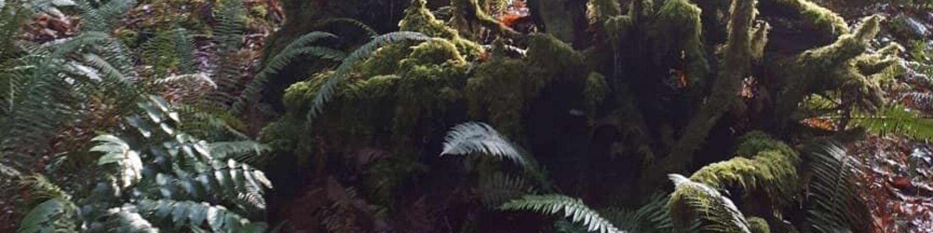 A moss-covered tree in a dense forest.