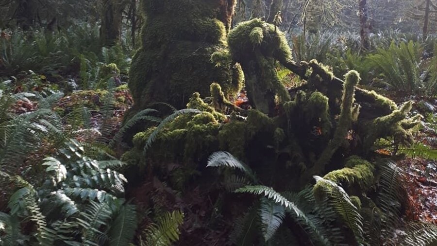 Elders is another hidden gem on Gabriola. A beautiful loop walk through some truly amazing old trees. You can also get to a really pretty waterfall which only runs when there has being enough rainfall. #mybackyard