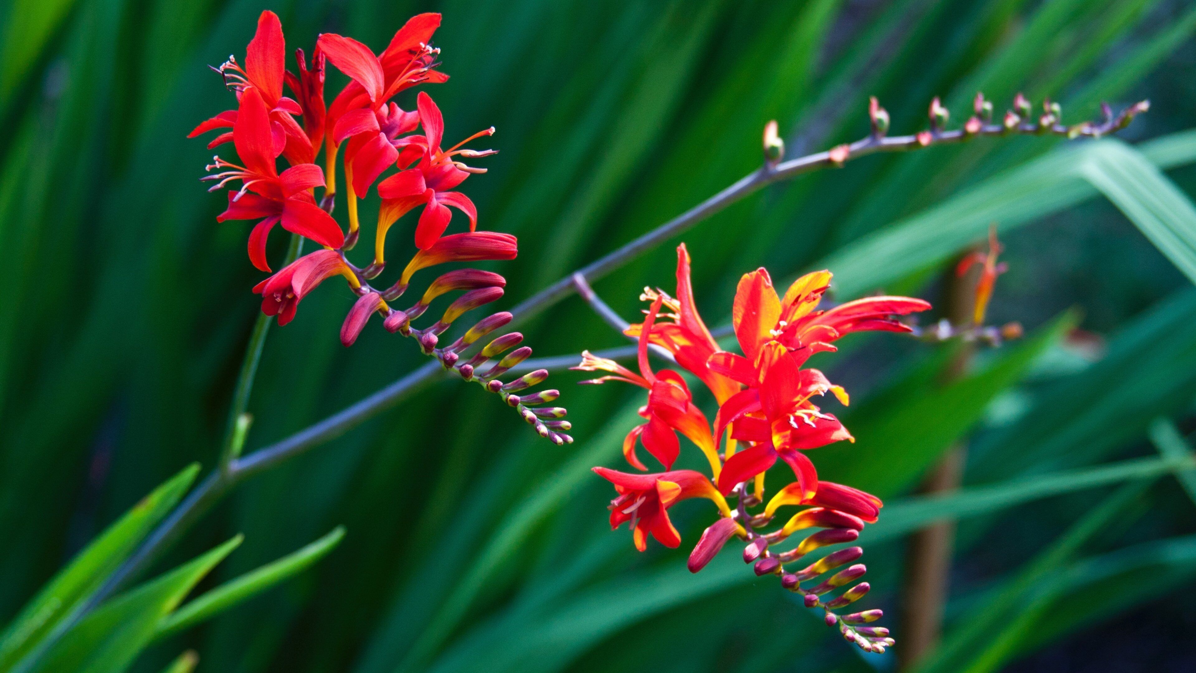 Galiano fasiliteter samt blomster