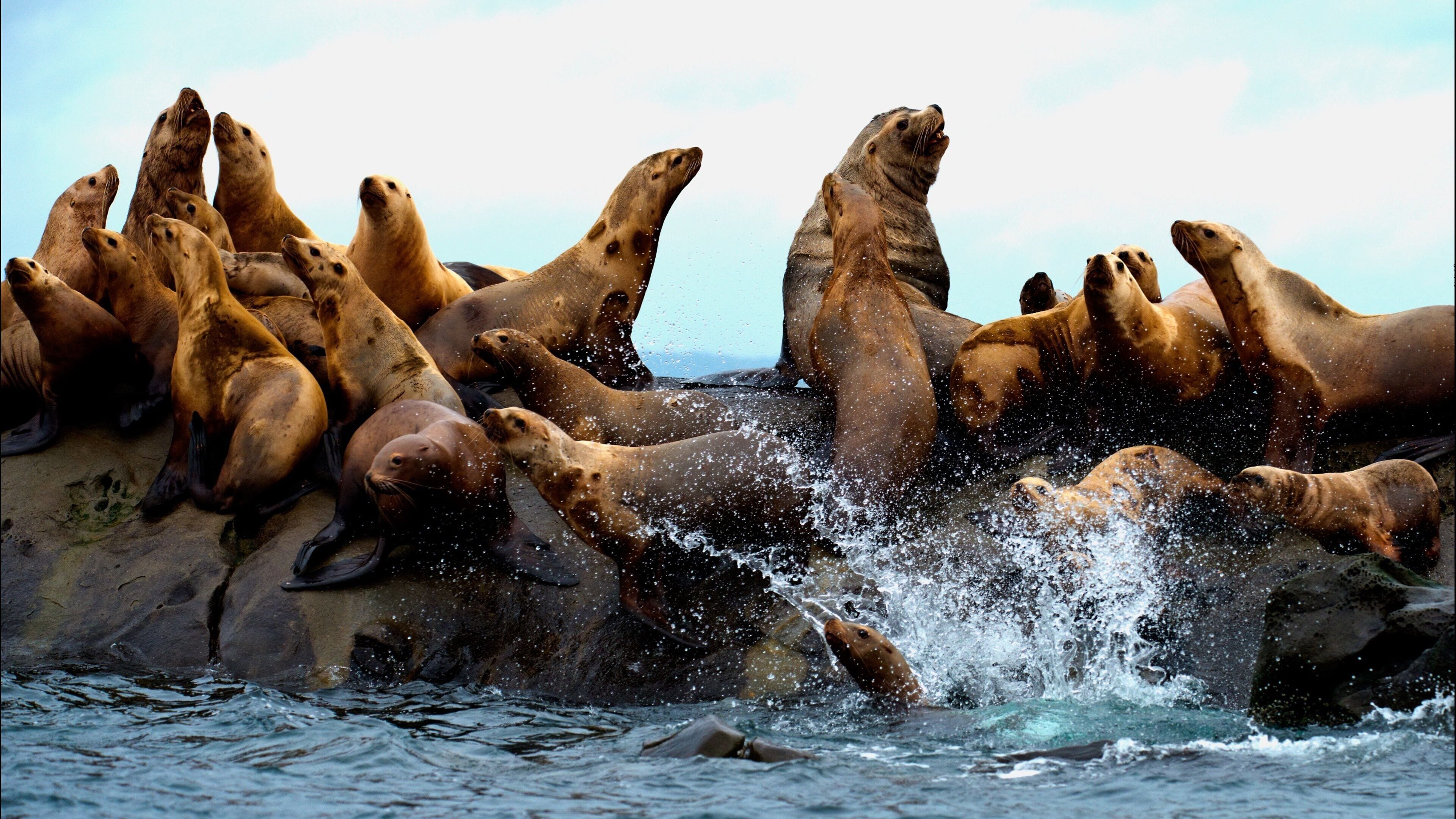 Mayne Island showing marine life