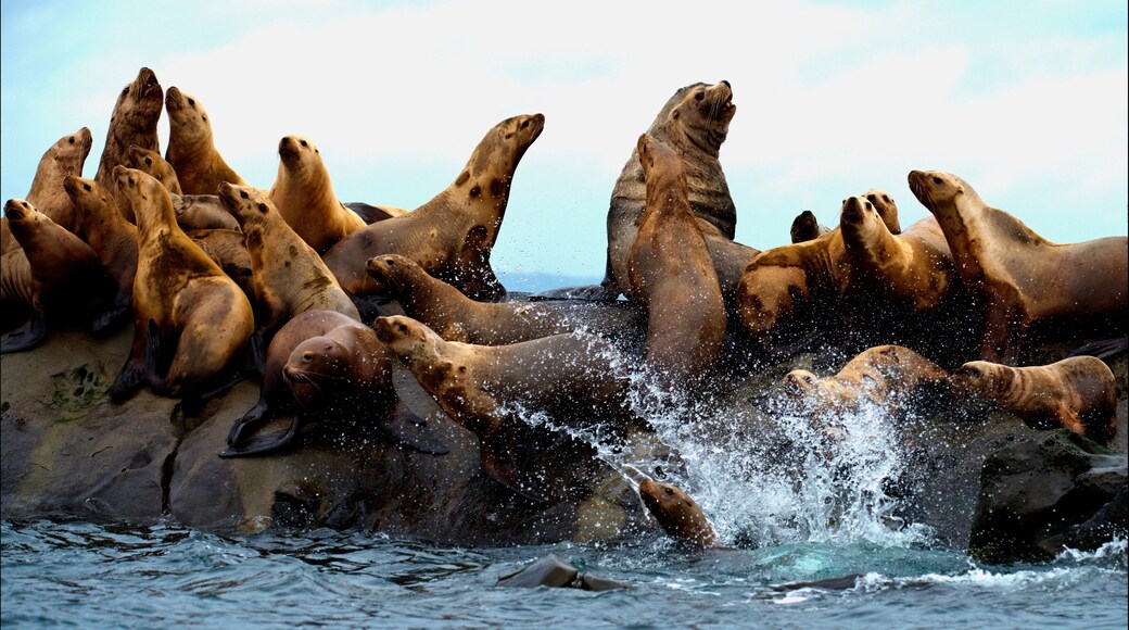Mayne Island showing marine life