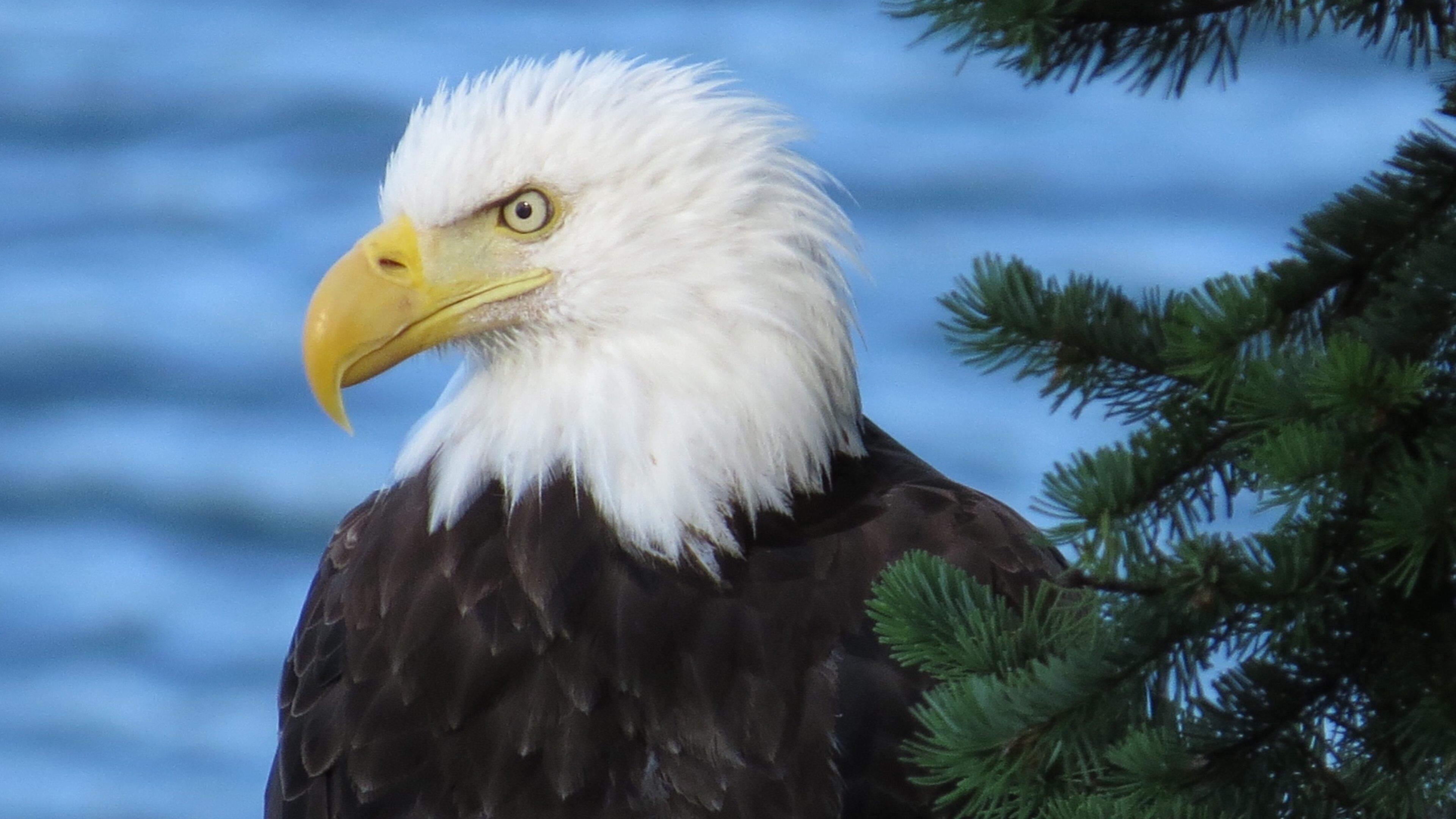 Mayne Island featuring bird life