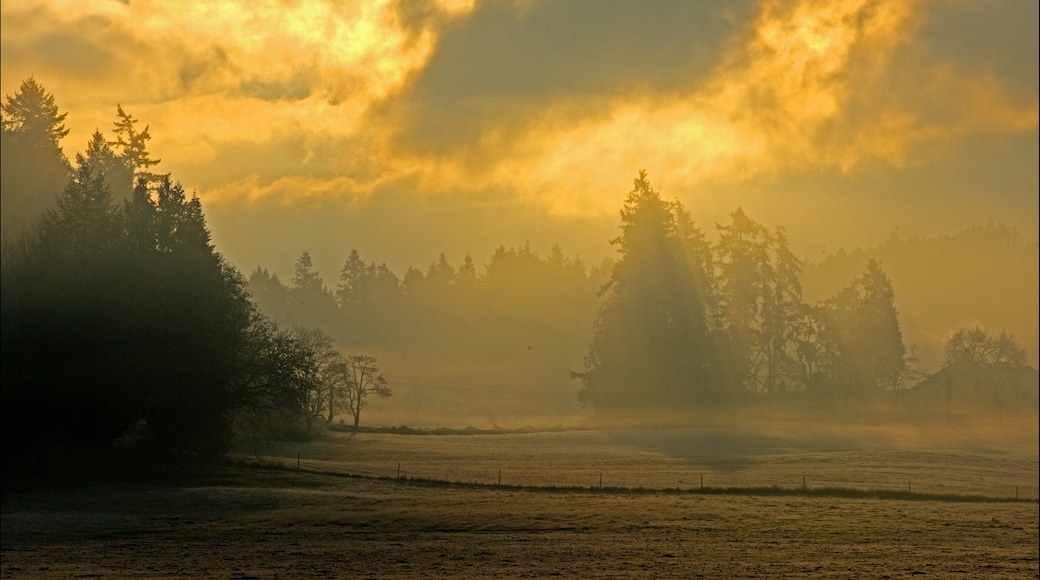 Mayne Island featuring forests and a sunset